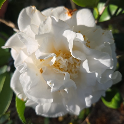 Ruth C. McNair